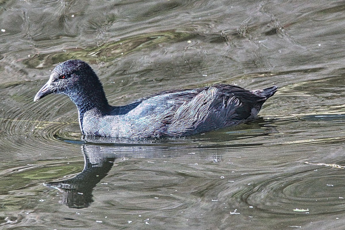 Eurasian Coot - Alfons  Lawen