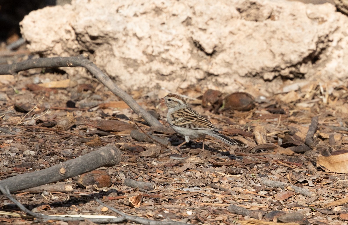 Chipping Sparrow - ML614472996