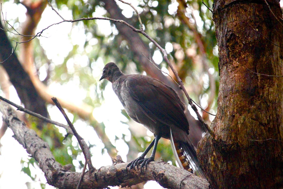 Superb Lyrebird - Bruce Roubin