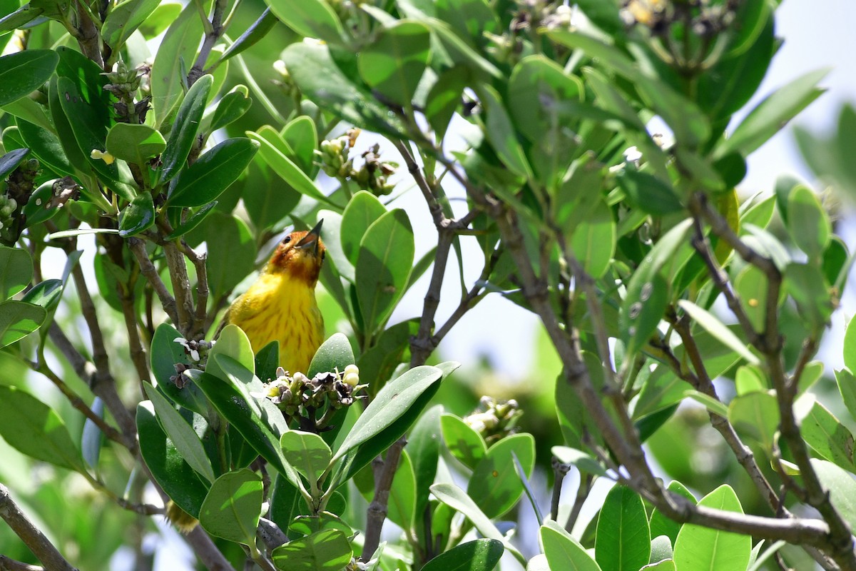 Yellow Warbler (Mangrove) - ML61447301