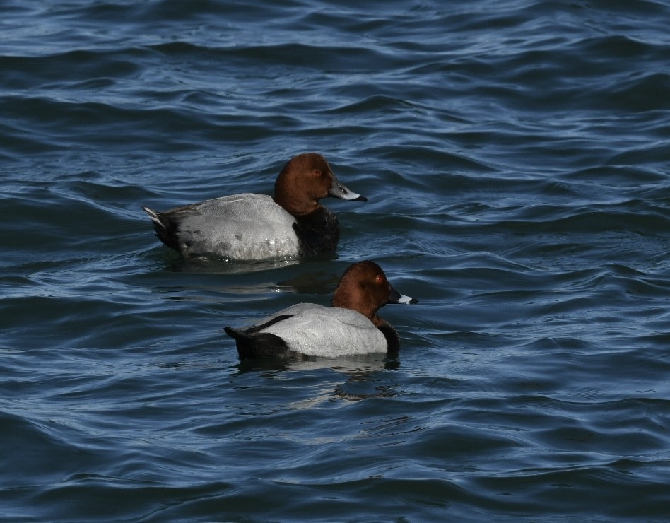 Common Pochard - ML614473029