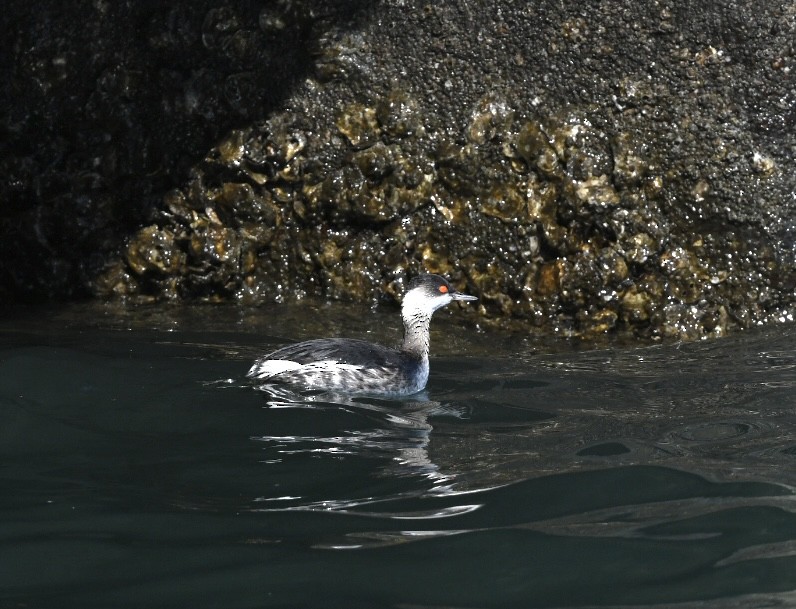 Eared Grebe - ML614473036