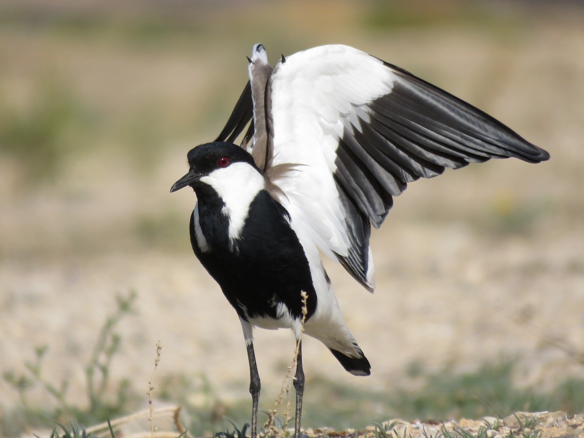 Spur-winged Lapwing - ML614473051