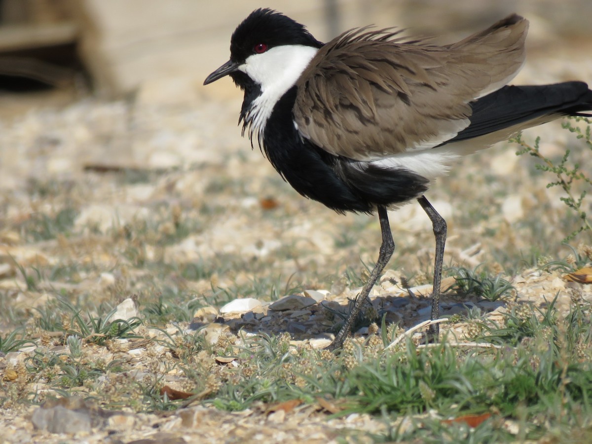 Spur-winged Lapwing - ML614473052