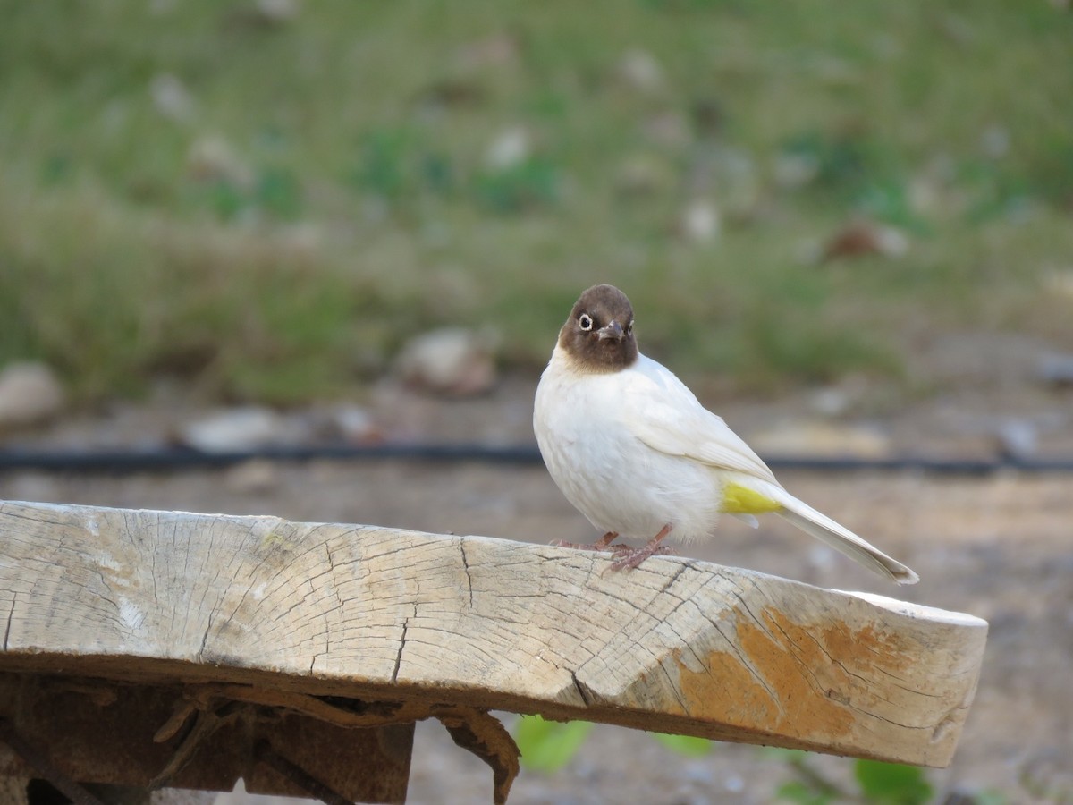 White-spectacled Bulbul - ML614473063