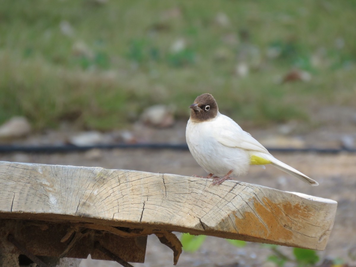 White-spectacled Bulbul - ML614473065