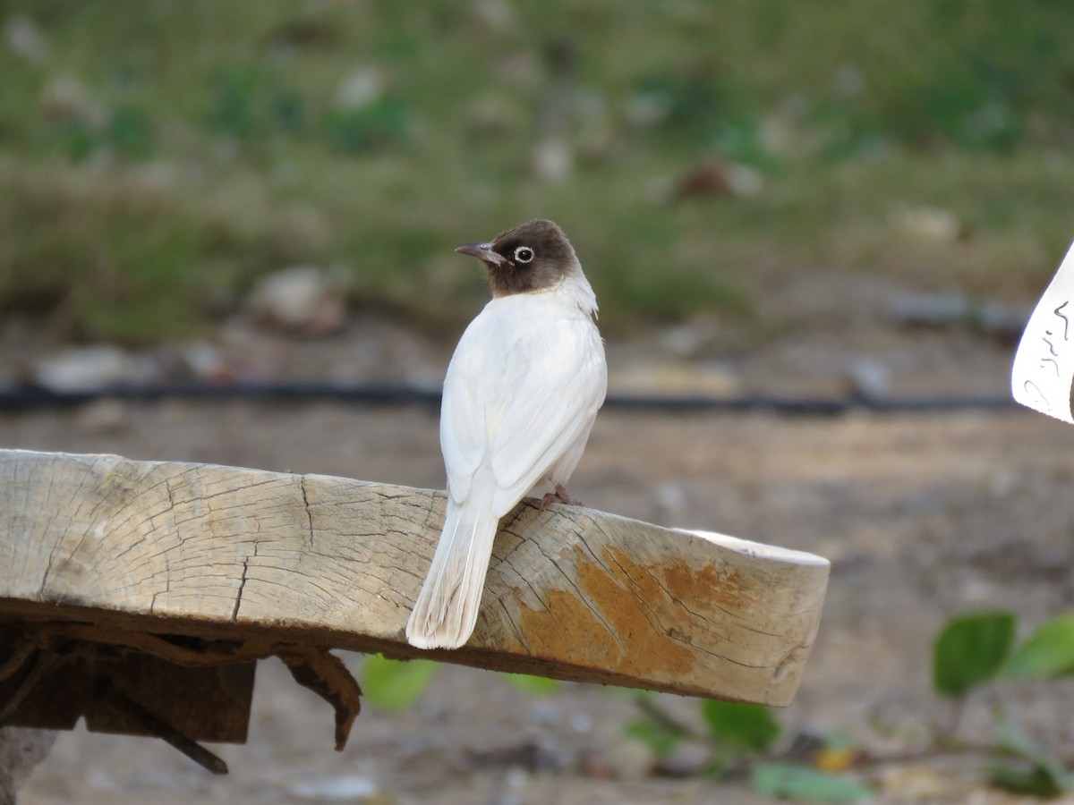 White-spectacled Bulbul - ML614473066