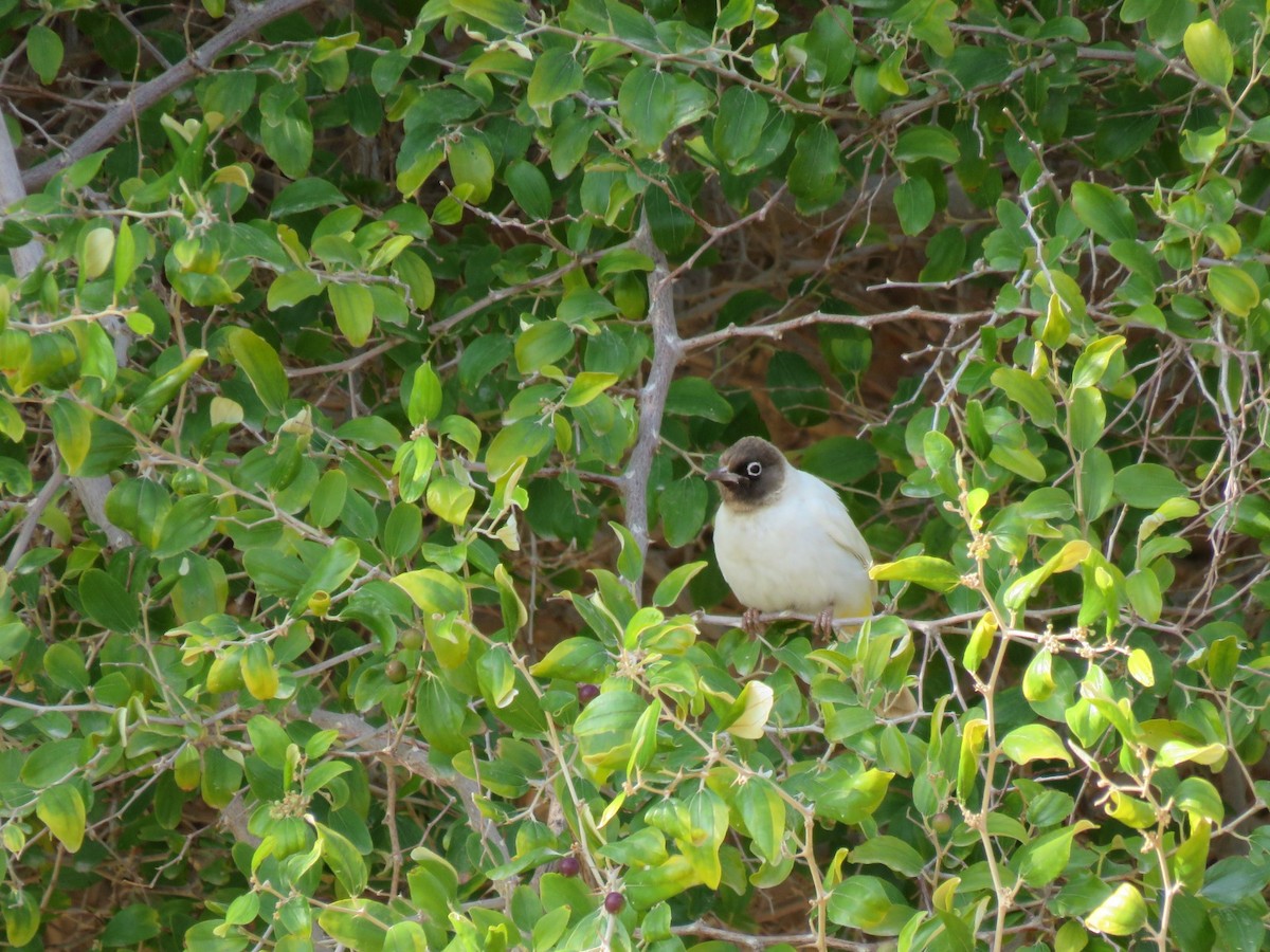 White-spectacled Bulbul - ML614473067