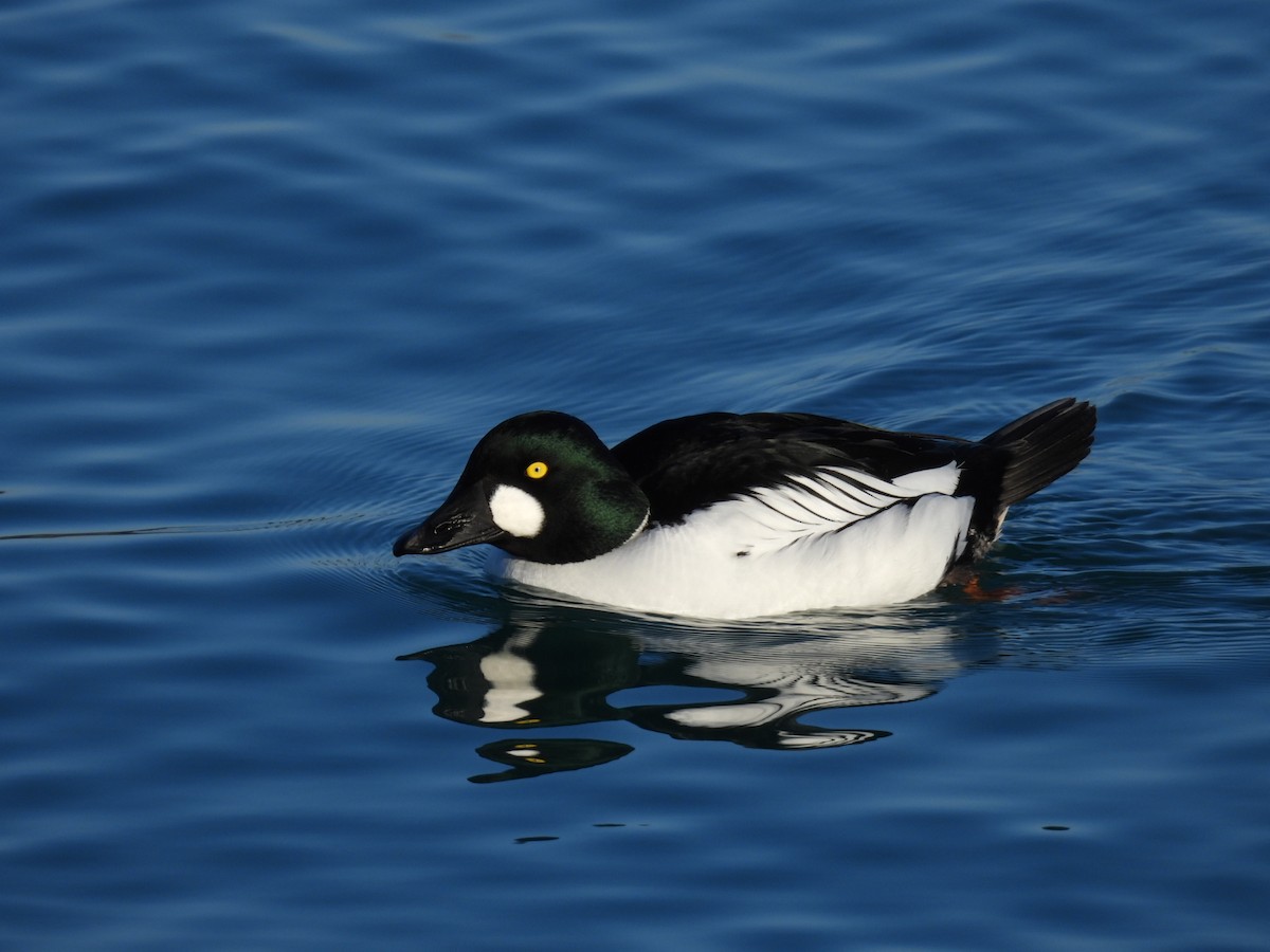 Common Goldeneye - ML614473075