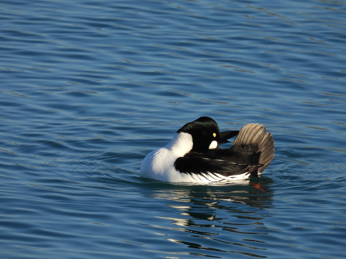 Common Goldeneye - ML614473087