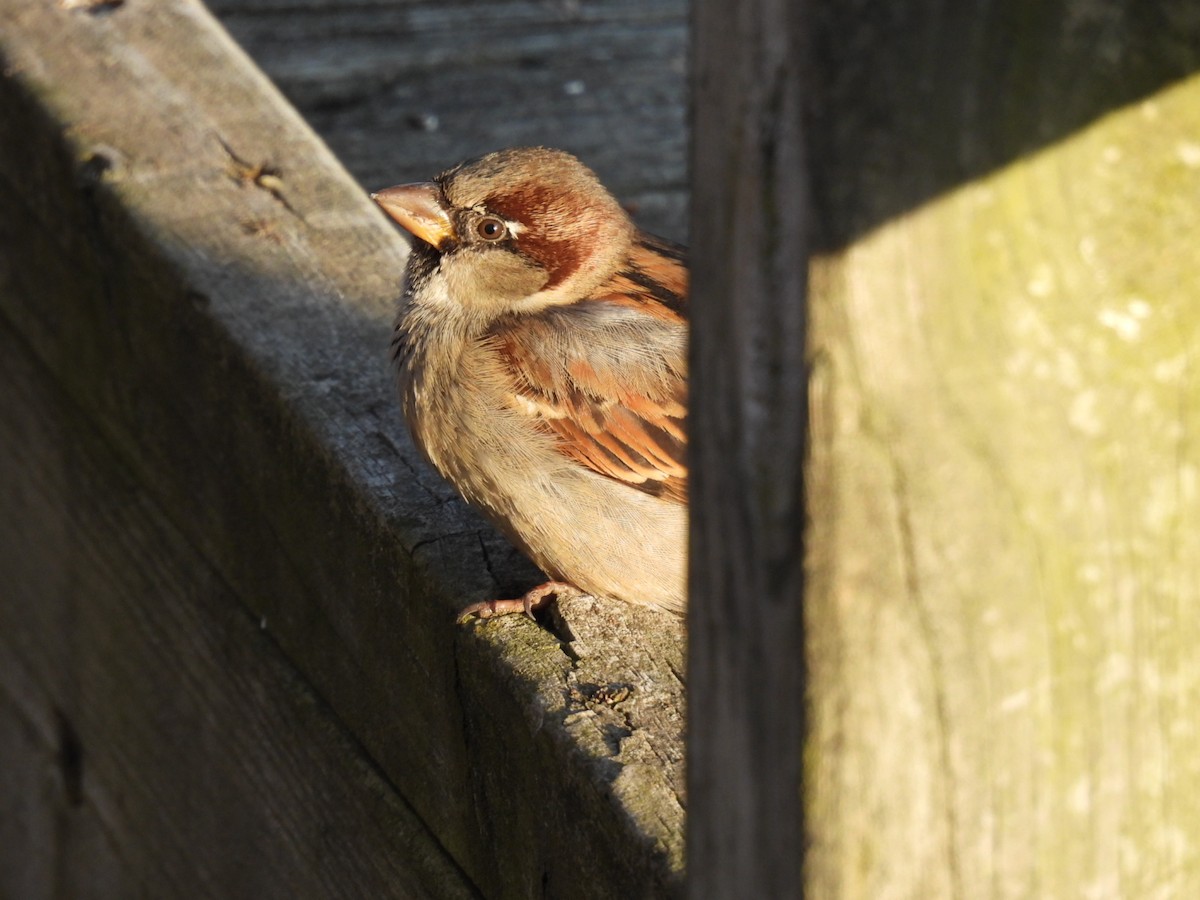 House Sparrow - ML614473095