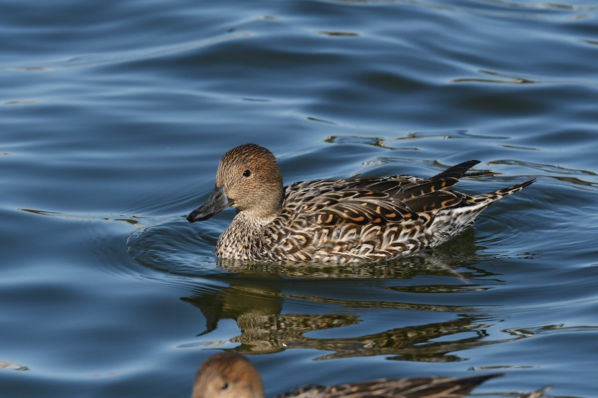 Northern Pintail - ML614473126