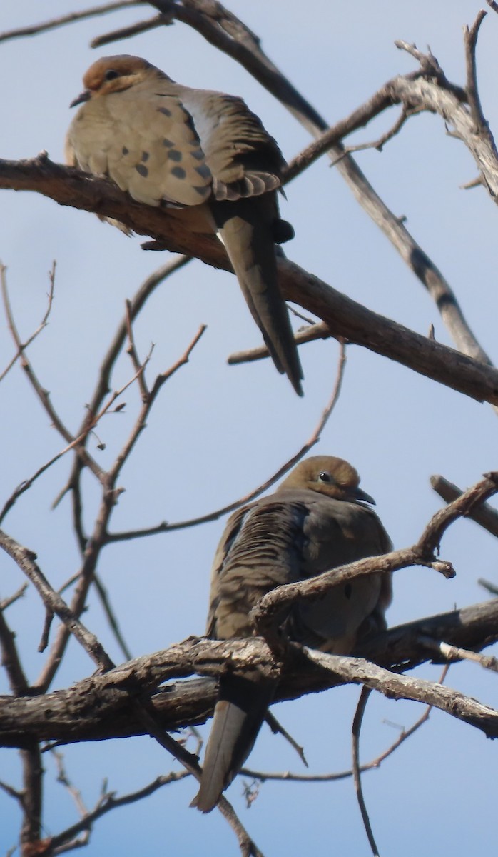 Mourning Dove - ML614473168