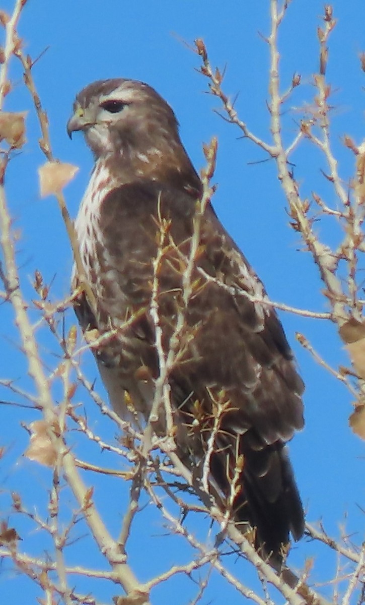Red-tailed Hawk - ML614473173