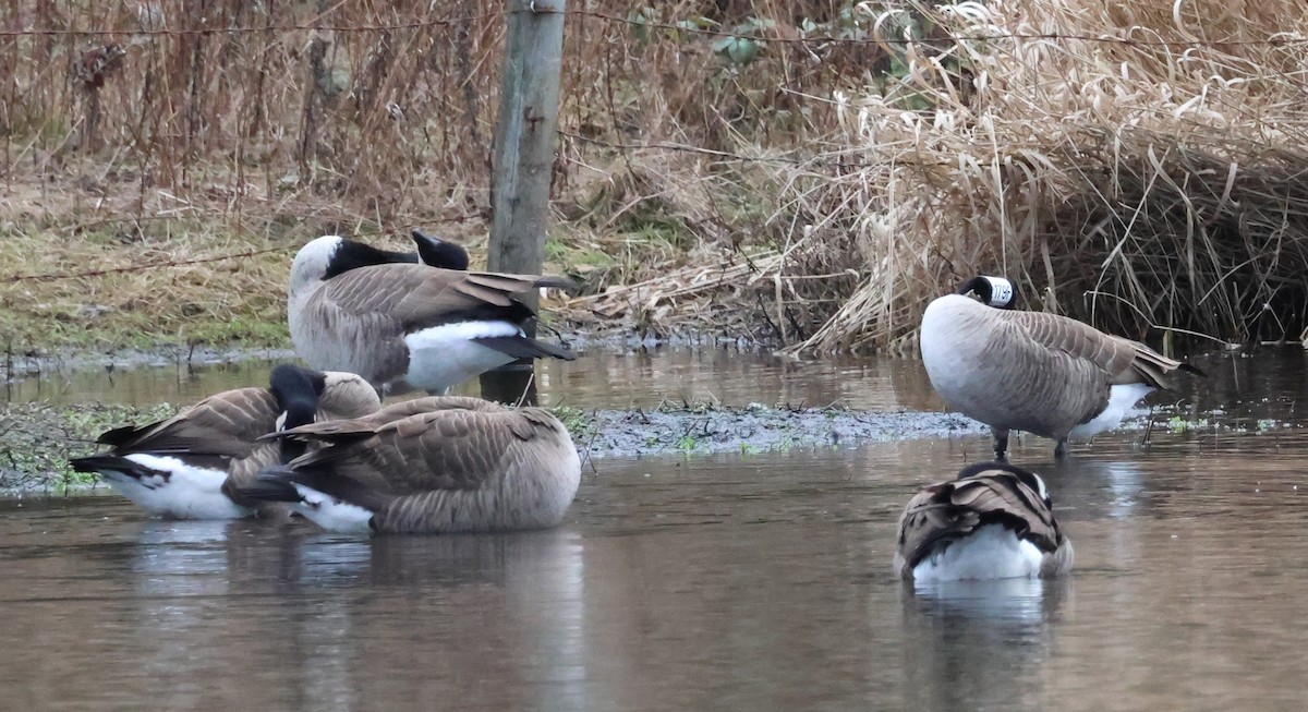 Canada Goose - ML614473262