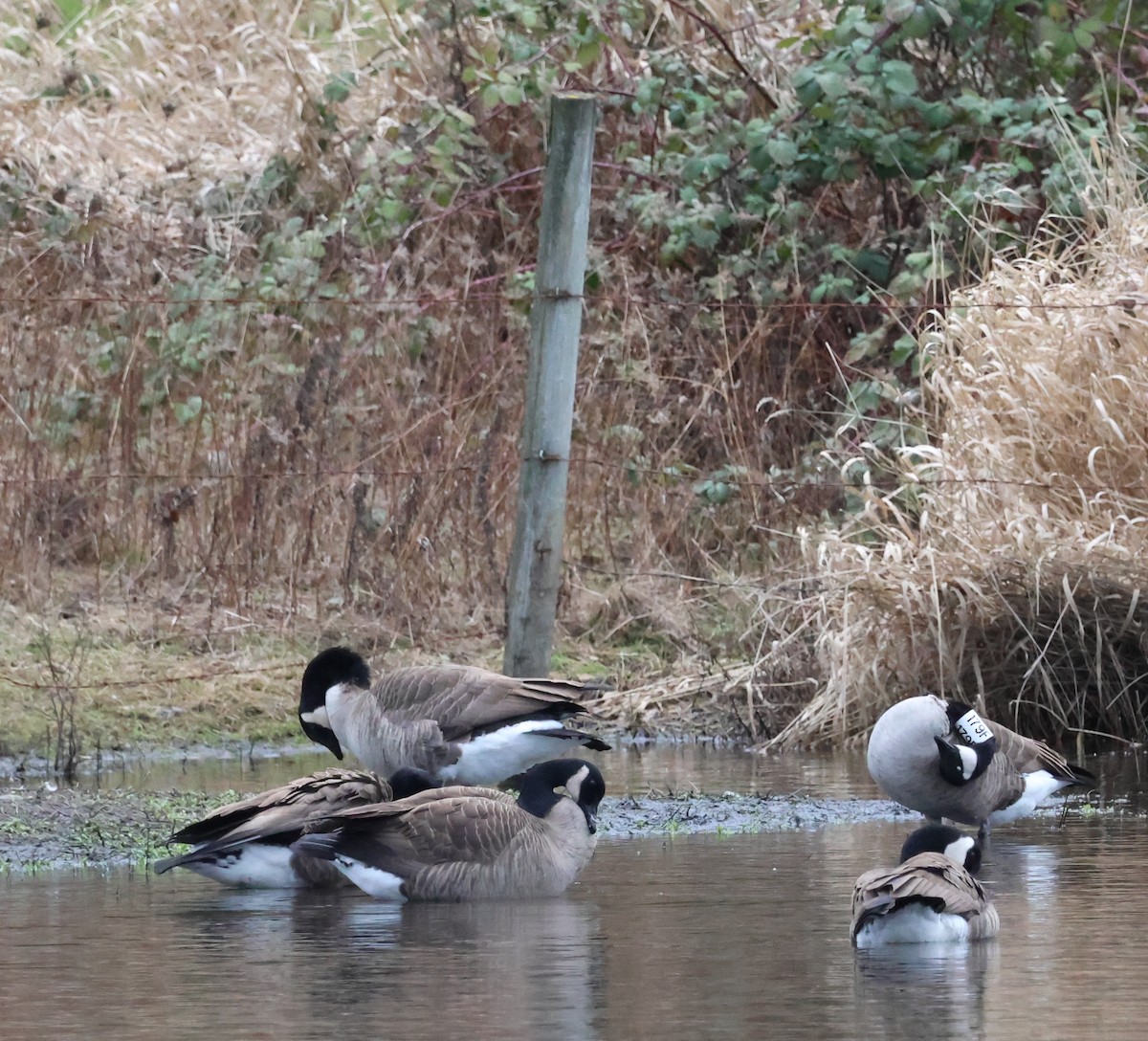 Canada Goose - ML614473263