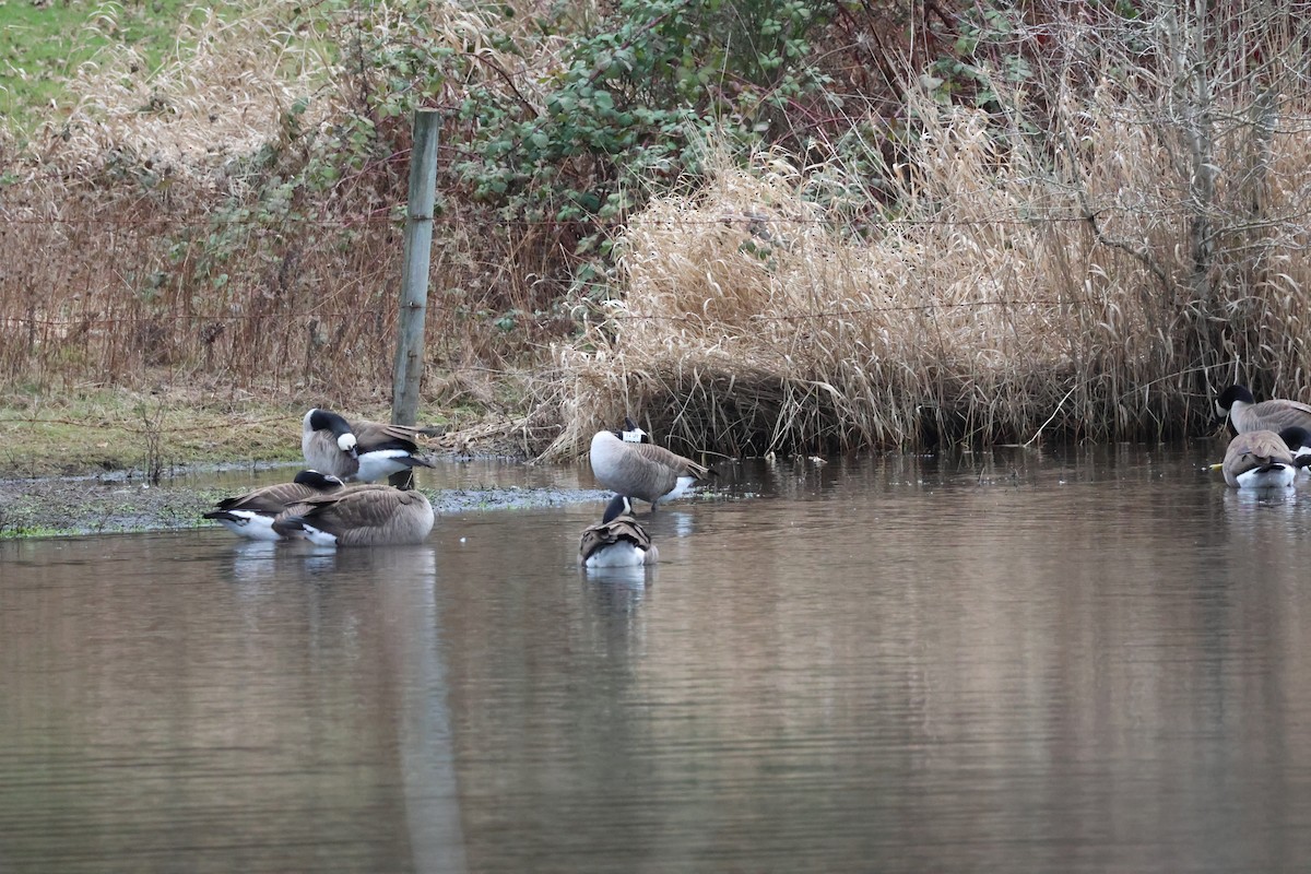 Canada Goose - ML614473264