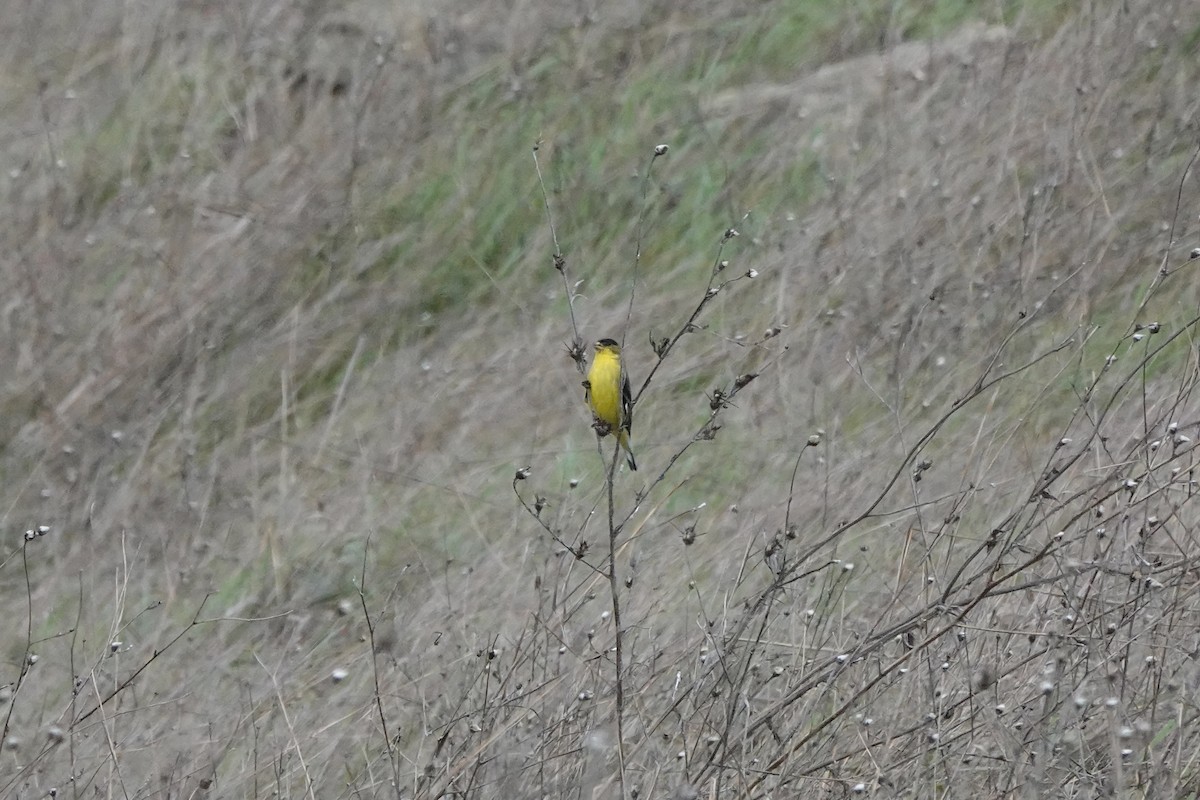 Lesser Goldfinch - ML614473448