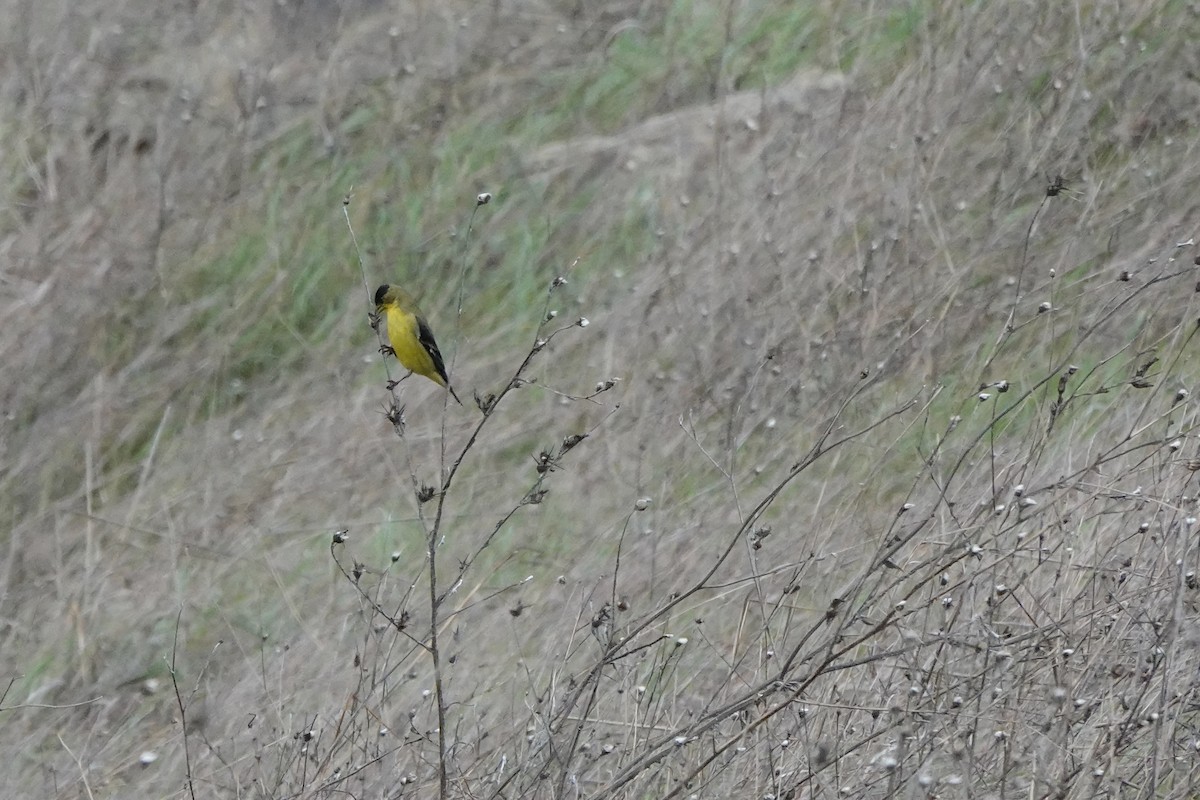 Lesser Goldfinch - ML614473449