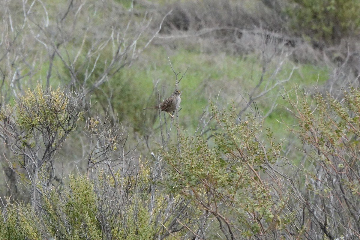 Golden-crowned Sparrow - ML614473453