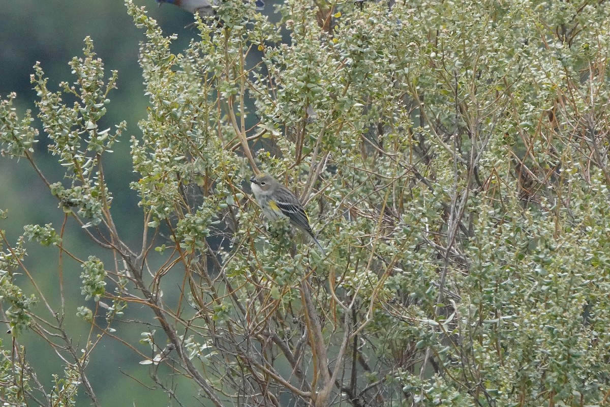 Yellow-rumped Warbler - ML614473462