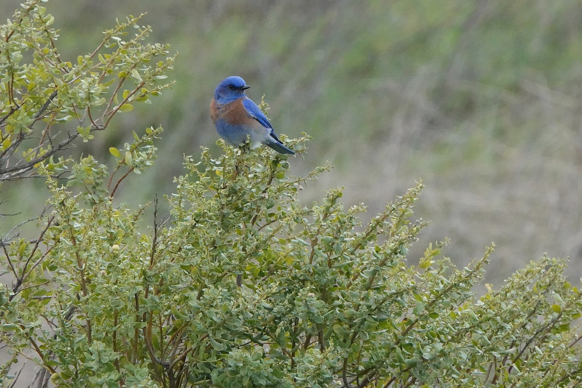 Western Bluebird - ML614473472