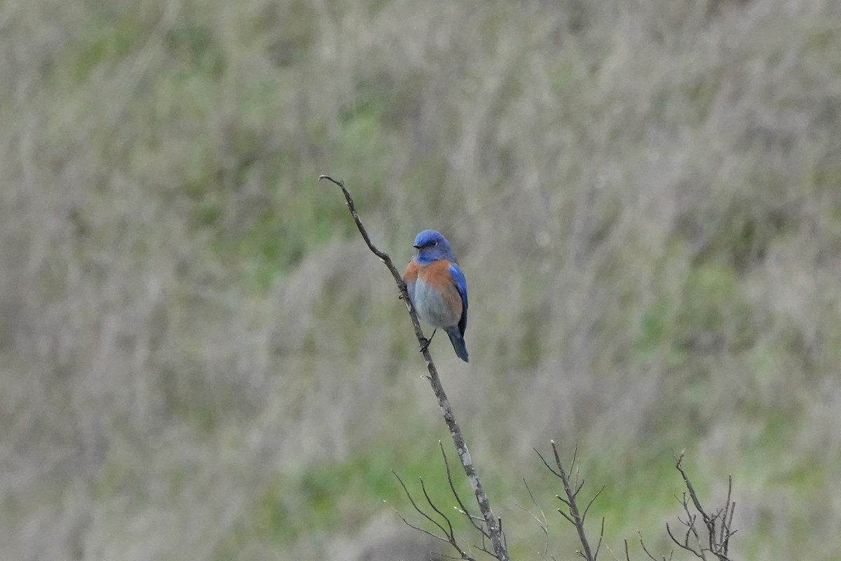 Western Bluebird - ML614473476