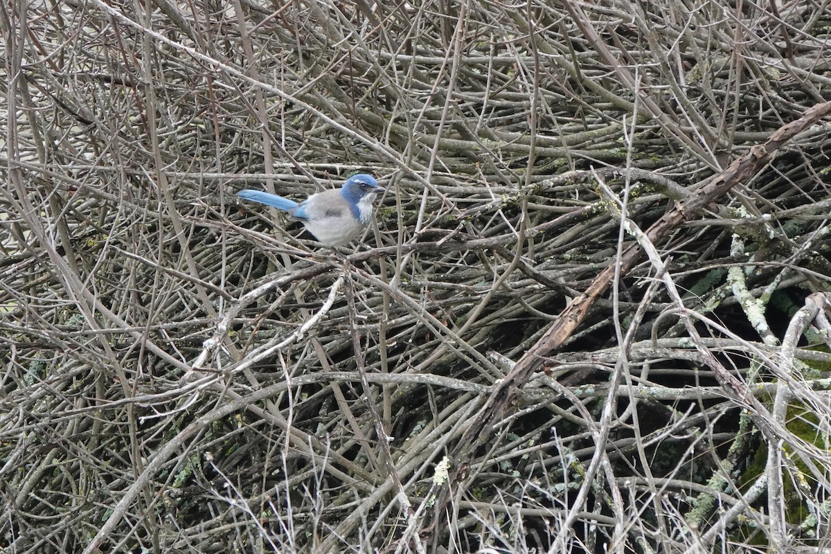 California Scrub-Jay - ML614473489