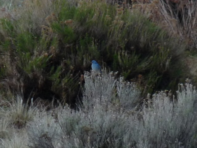 Mountain Bluebird - ML614473497