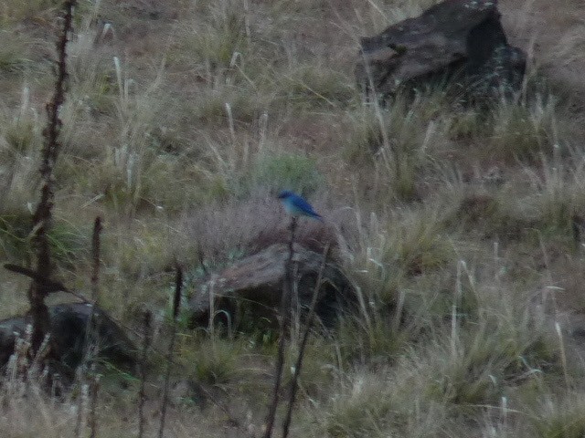 Mountain Bluebird - ML614473510