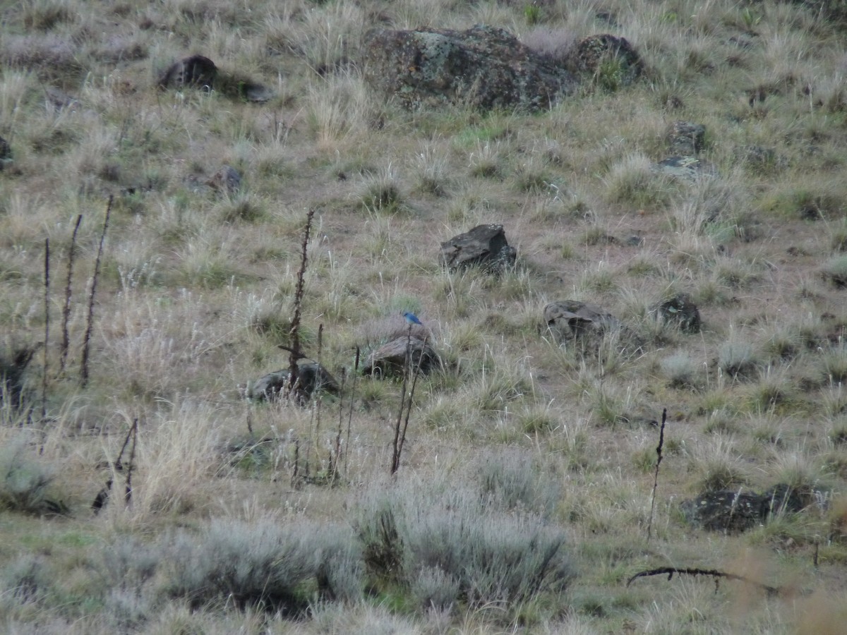 Mountain Bluebird - ML614473511