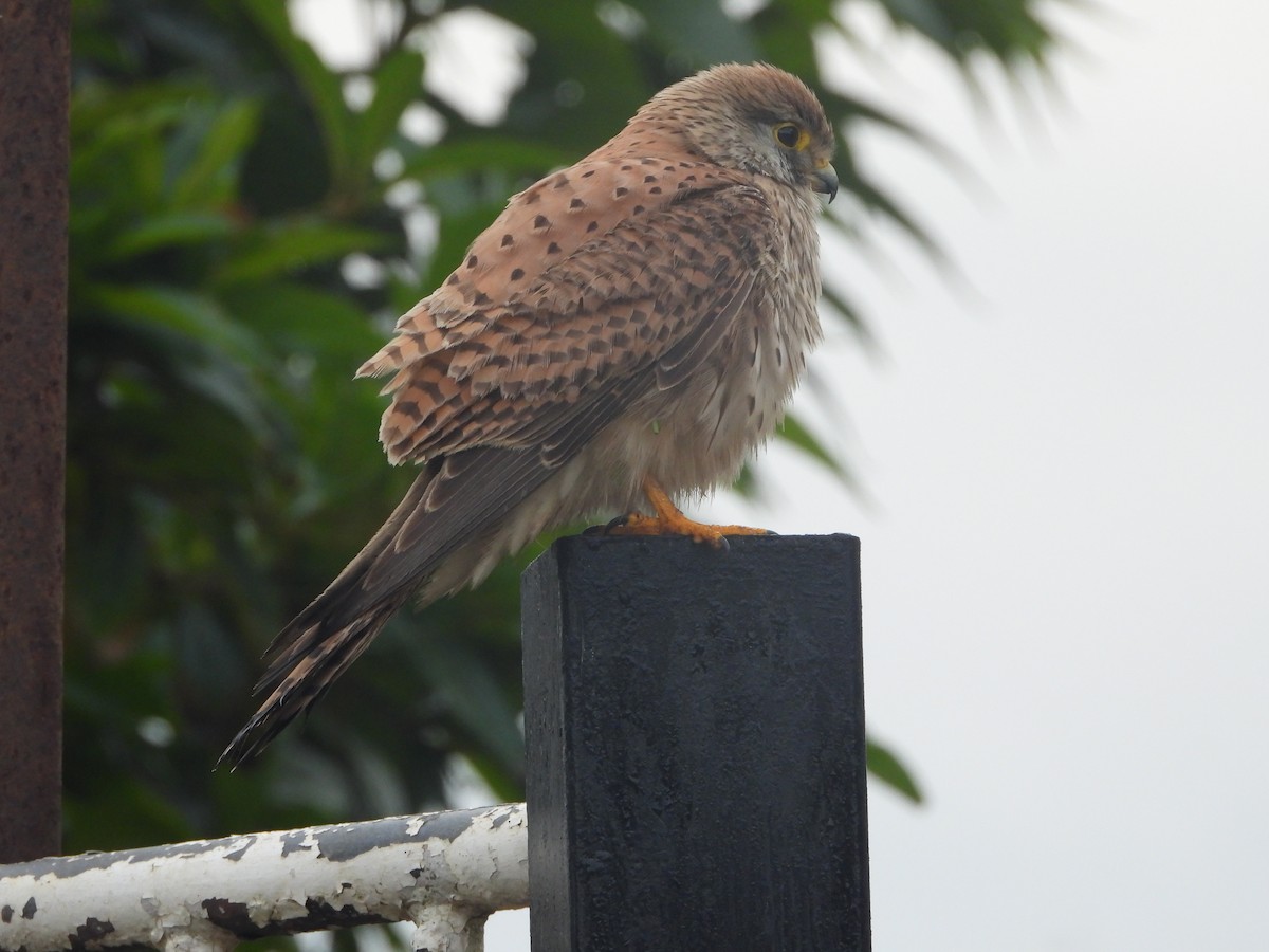 Eurasian Kestrel - ML614473515