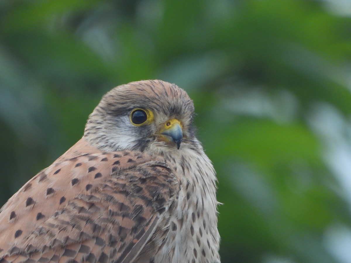 Eurasian Kestrel - ML614473516