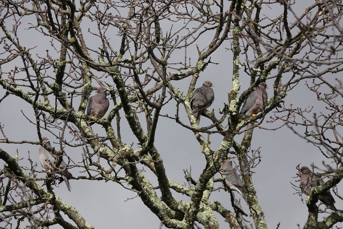 Band-tailed Pigeon - Edward Rooks