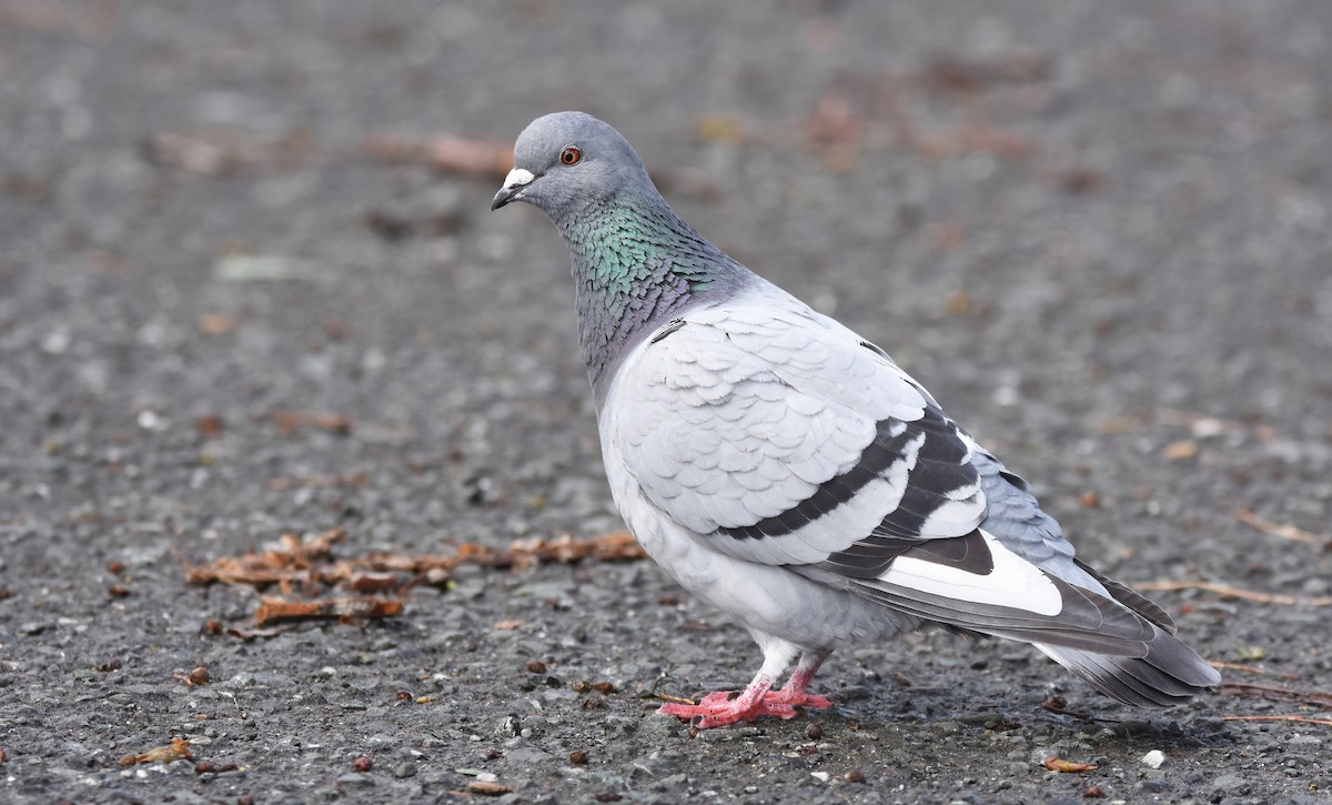 Rock Pigeon (Feral Pigeon) - ML614473554