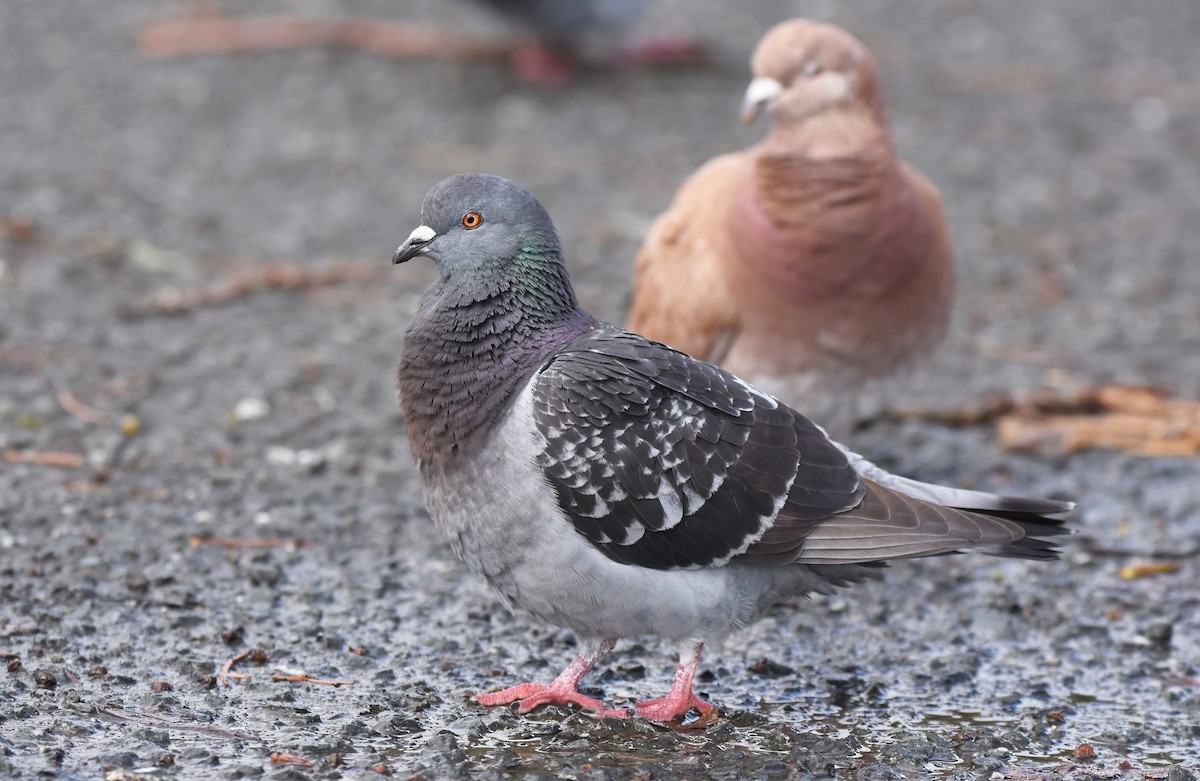 Rock Pigeon (Feral Pigeon) - ML614473555