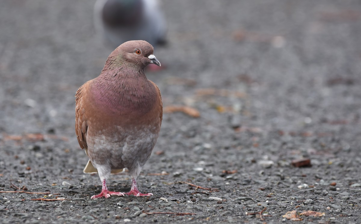 Rock Pigeon (Feral Pigeon) - ML614473559