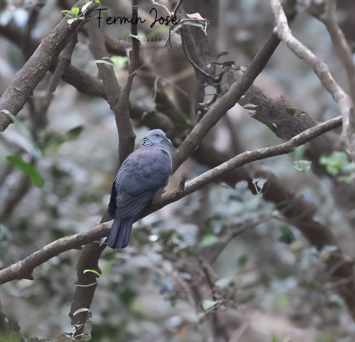 Nilgiri Wood-Pigeon - Fermin Jose