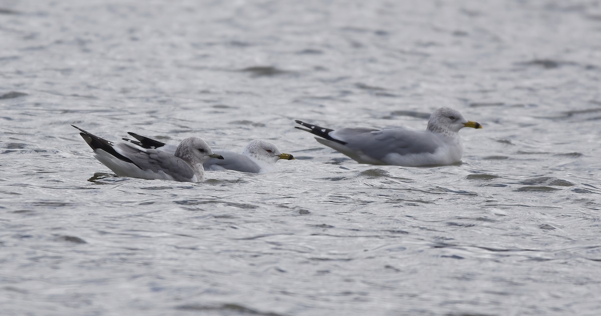 Short-billed Gull - ML614473573