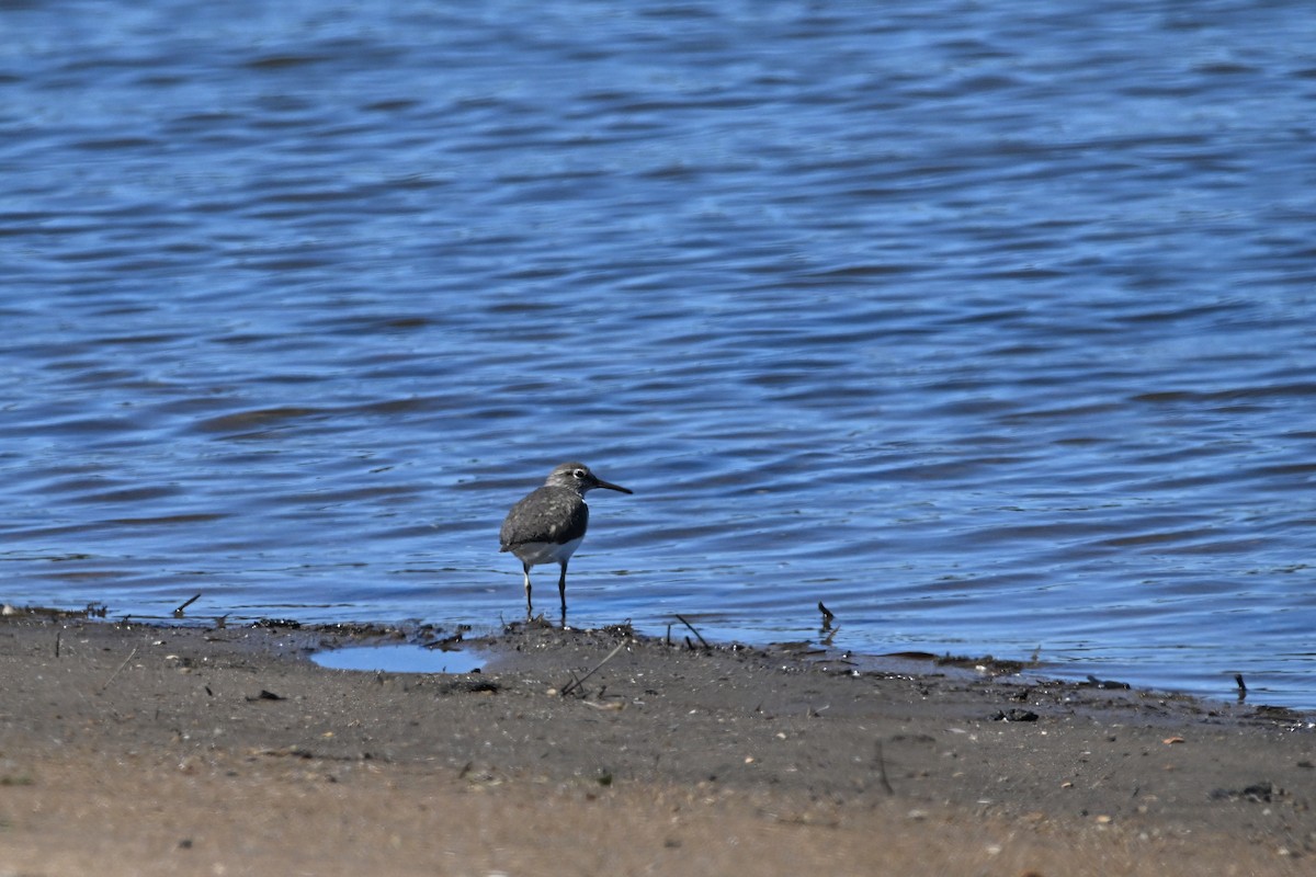 Common Sandpiper - ML614473589