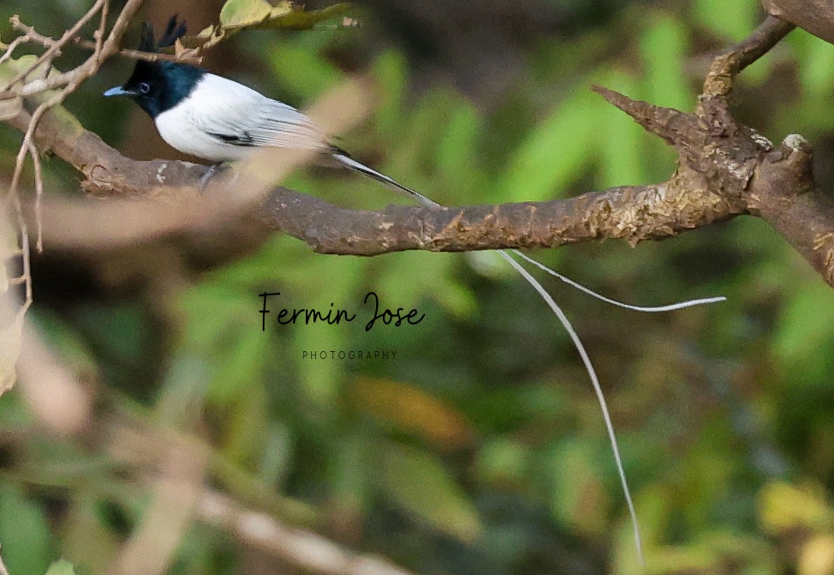 Indian Paradise-Flycatcher - Fermin Jose