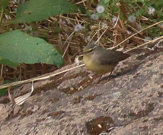 Mosquitero del Pamir - ML614473640