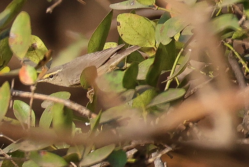 Sulphur-bellied Warbler - Fermin Jose