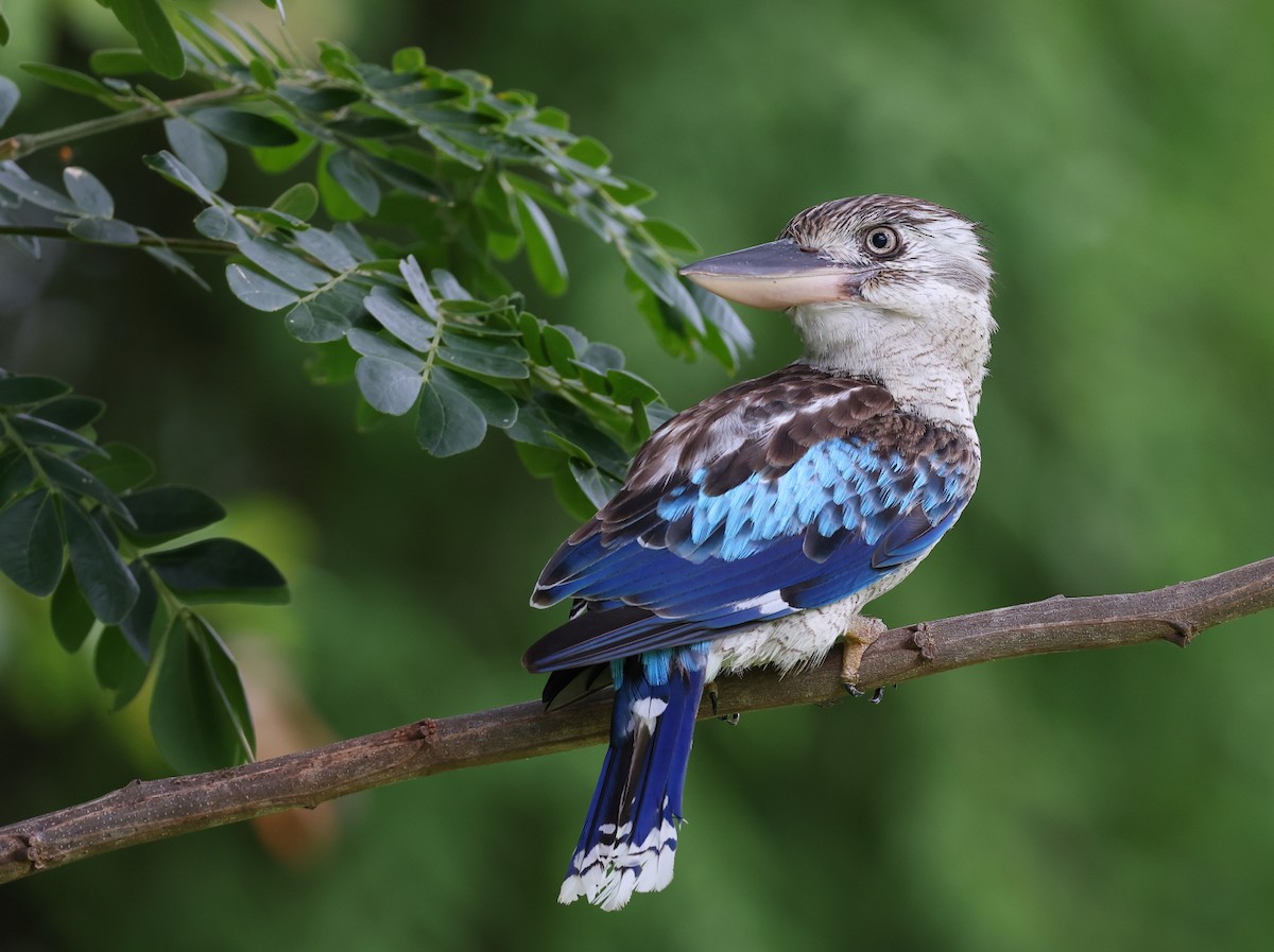 Martin-chasseur à ailes bleues - ML614473664