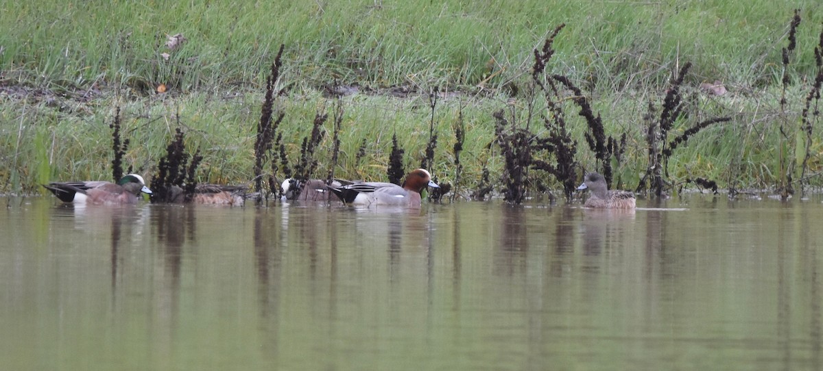 Eurasian Wigeon - Christopher Lindsey