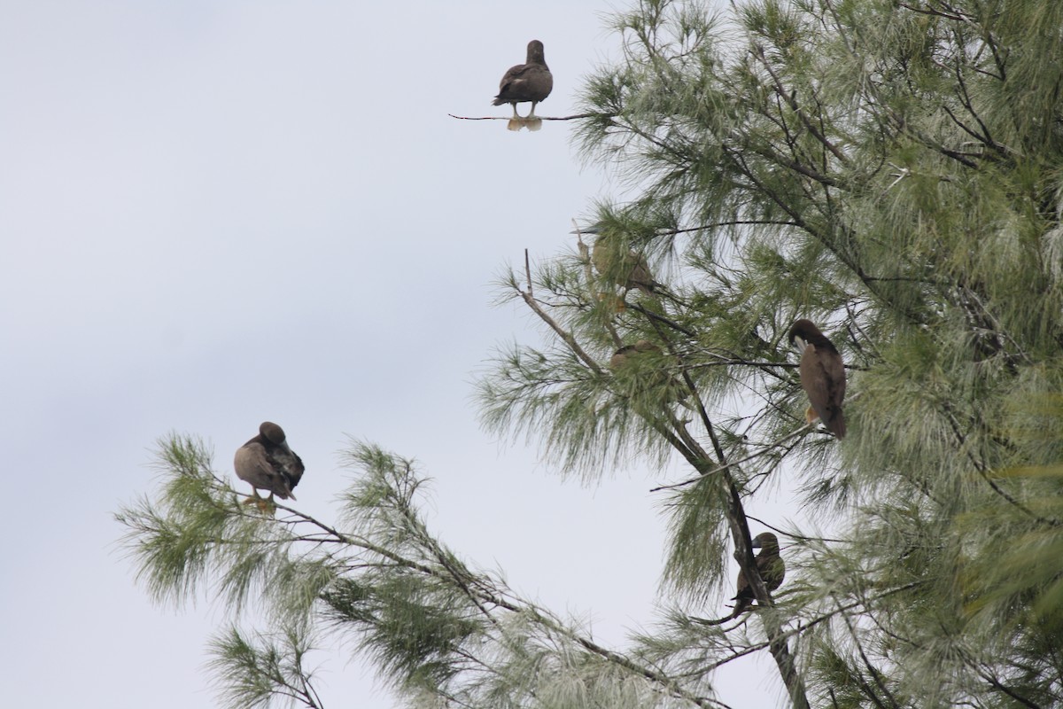 Brown Booby - ML614473691