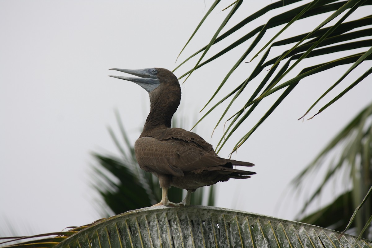 Brown Booby - ML614473693