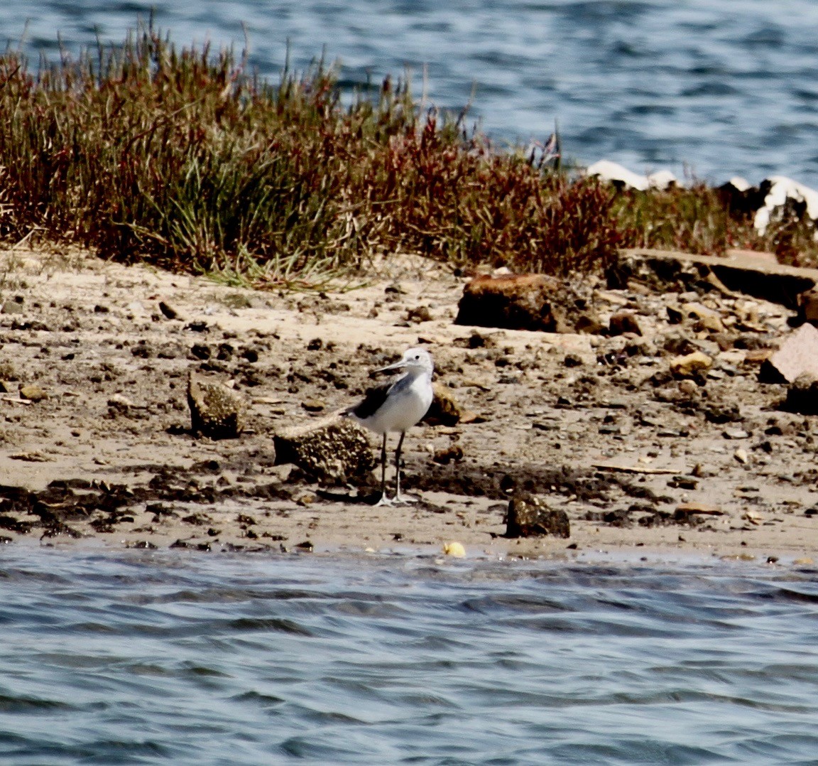 Common Greenshank - Bruce Roubin