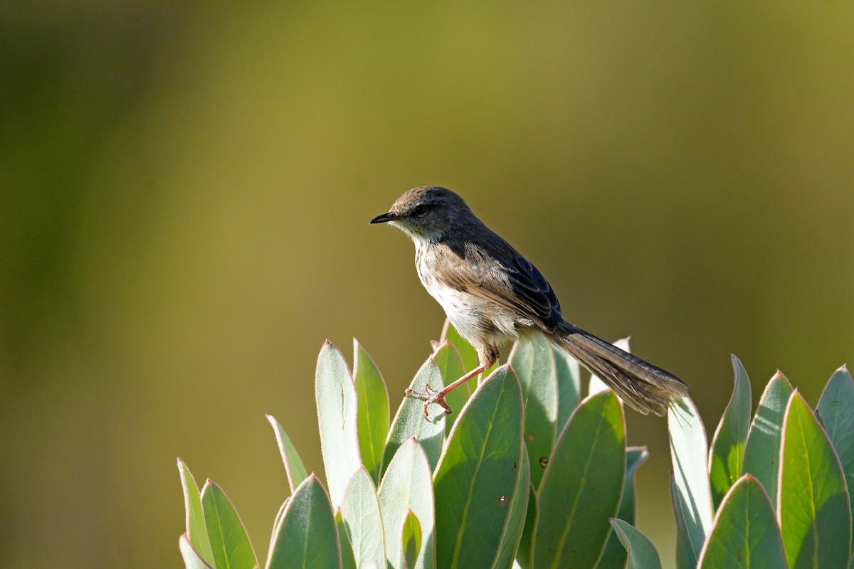 Prinia del Karoo - ML614473822