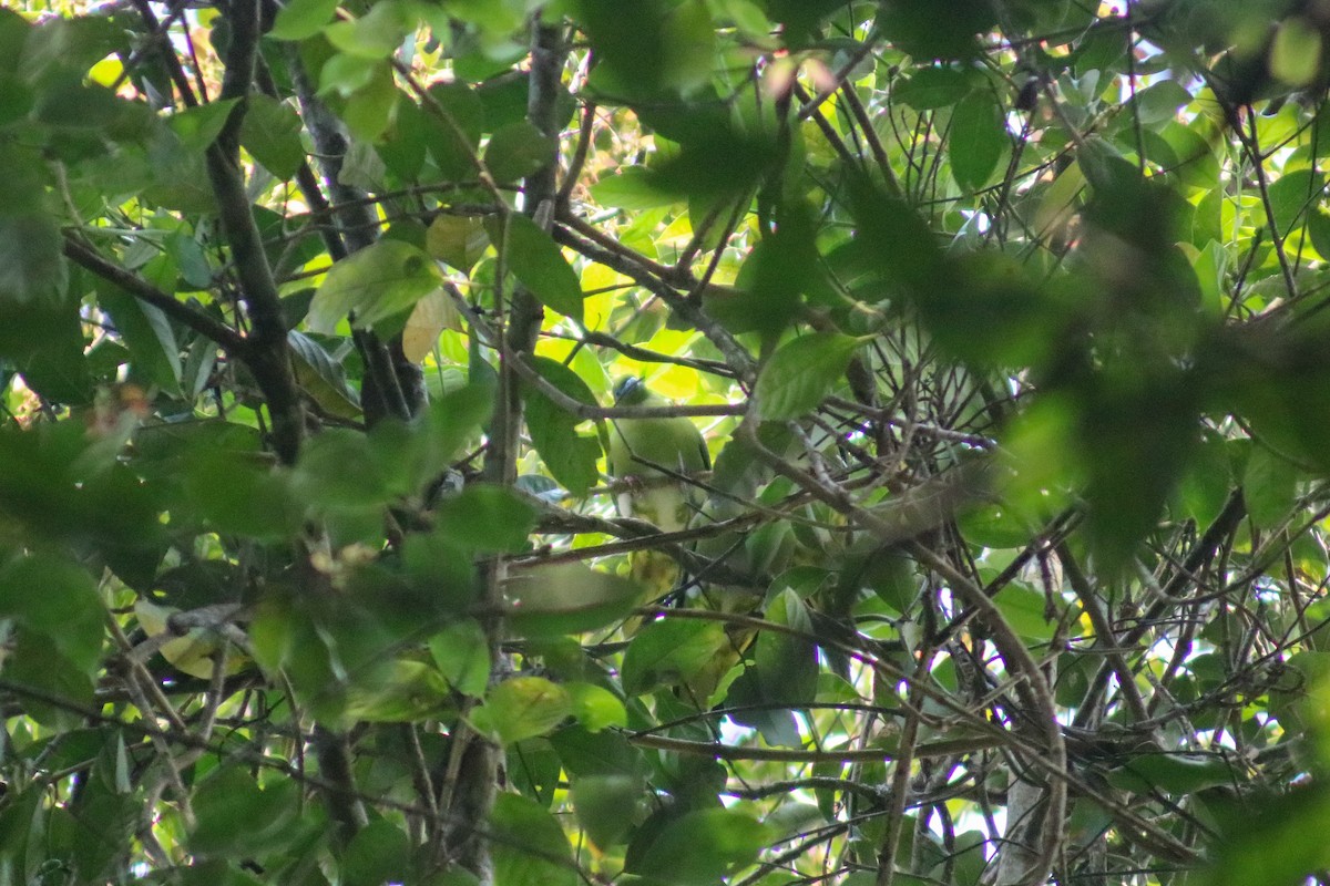 Yellow-vented Green-Pigeon - ML614473827